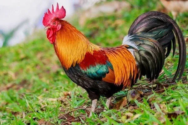 Bộ gà cúng hoàn chỉnh với hoa hồng đỏ được đặt trên đĩa để cúng Giao thừa