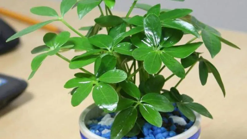 Cây ngũ gia bì xanh là một trong các loại hoa để bàn làm việc giúp gia chủ có sự ổn định bền vững