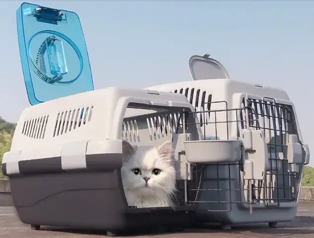 Tìm Hiểu Các Cách Vận Chuyển Chó Mèo Đi Xa Trong Nước