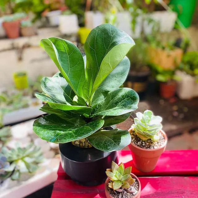 Cây Bàng Singapore