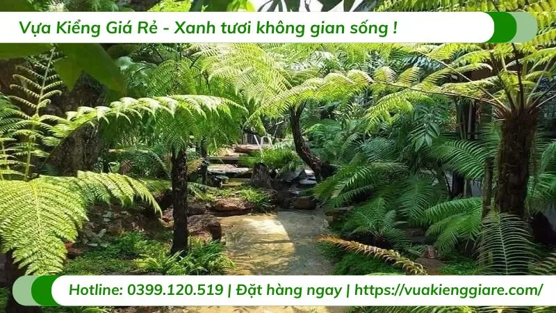 Cây dương xỉ thân gỗ mang vẻ đẹp hoang sơ đầy kỳ bí phù hợp với không gian sang trọng