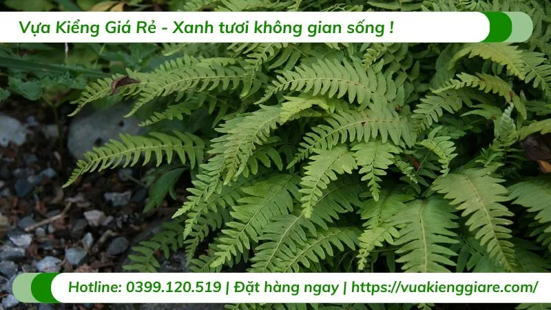Hệ thống lá xanh mướt và thân gỗ chắc khỏe của cây dương xỉ cổ đại