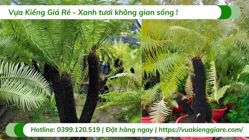 Cây dương xỉ thân gỗ được bài trí hài hòa trong không gian sân vườn hiện đại