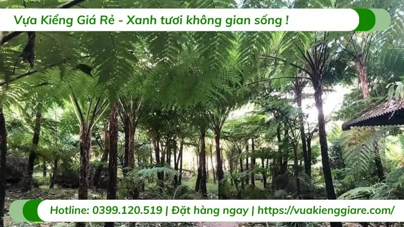 Vẻ đẹp độc đáo của dương xỉ thân gỗ mang lại sự sang trọng và may mắn