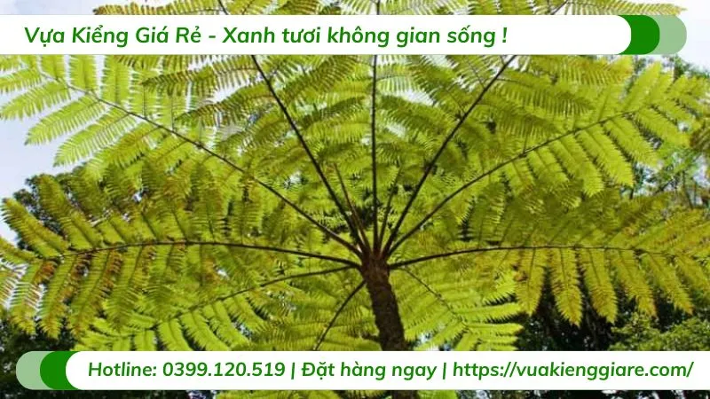 Cây dương xỉ thân gỗ giúp thanh lọc không khí hiệu quả trong mọi không gian