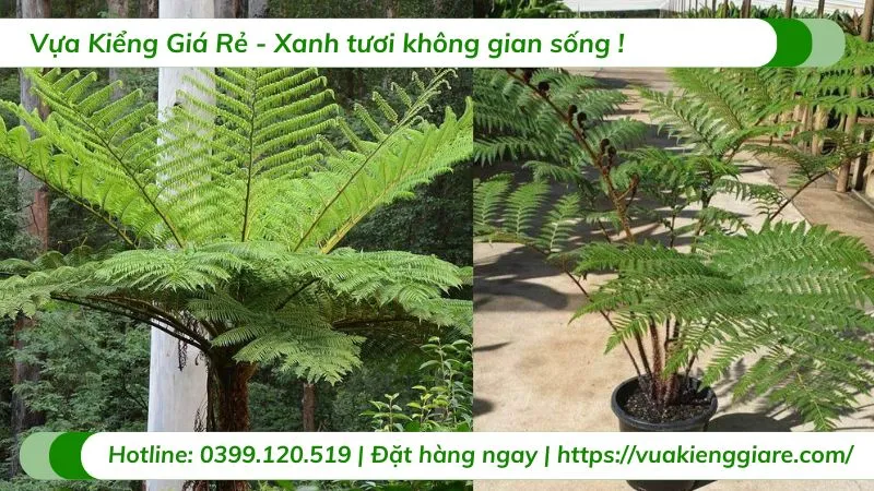 Quy trình trồng và chăm sóc cây dương xỉ thân gỗ đòi hỏi sự tỉ mỉ