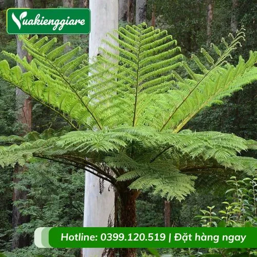 Cung cấp đa dạng các mẫu cây dương xỉ thân gỗ chất lượng cao trên thị trường