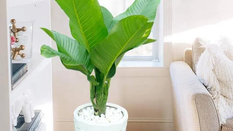 Cây đại phú gia là cây hoa để bàn làm việc có công dụng thu hút tiền tài, thịnh vượng cho doanh nghiệp