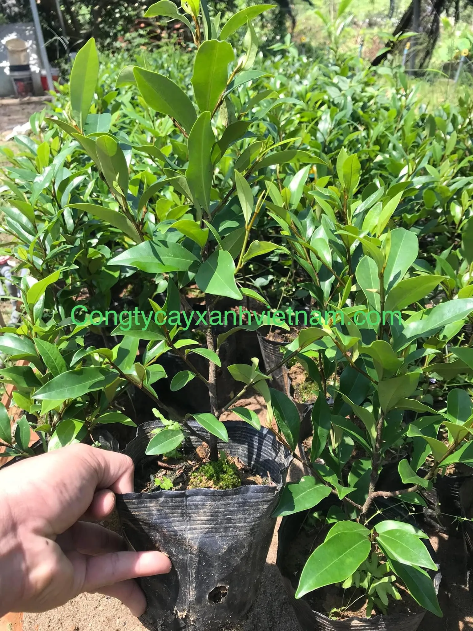 Cây lan tiêu giống được tuyển chọn kỹ lưỡng tại nhà vườn