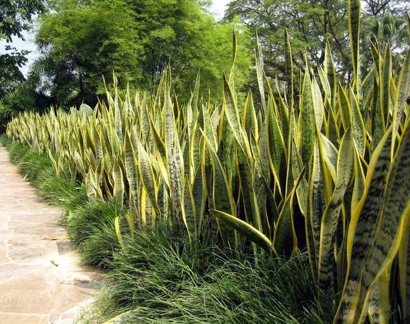 Chi tiết vẻ ngoài độc đáo của cây lưỡi hổ để bàn làm việc