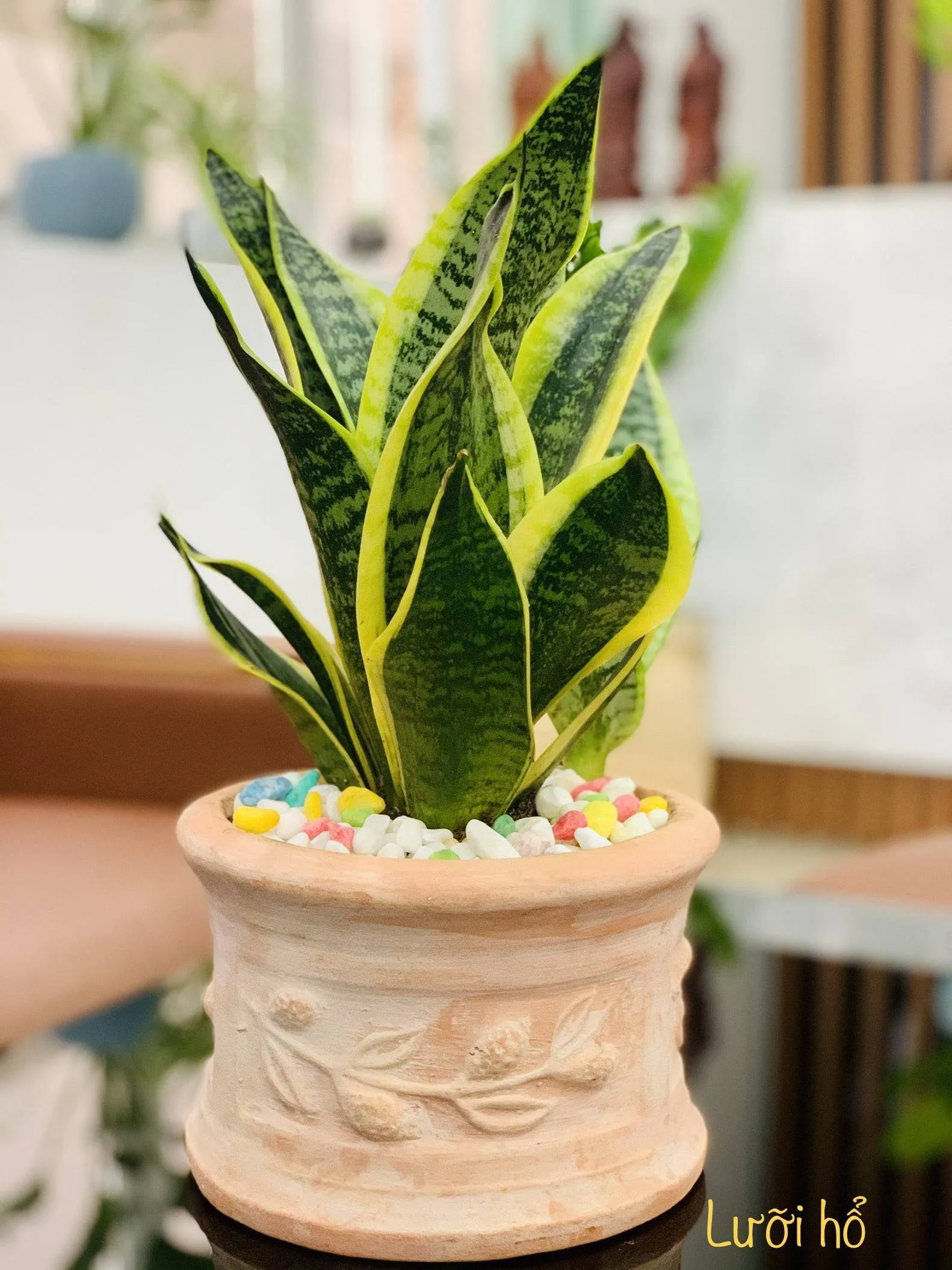 Các loại cây lưỡi hổ phổ biến dùng trong nội thất văn phòng