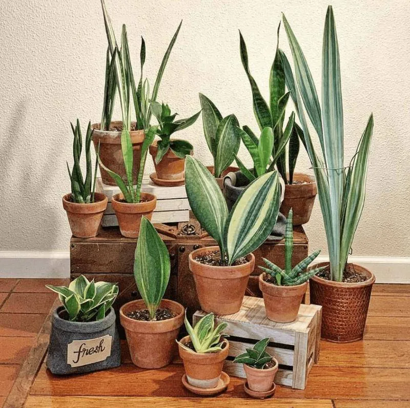 Bẹ lá cứng cáp, vững chãi là đặc trưng của cây lưỡi hổ mini