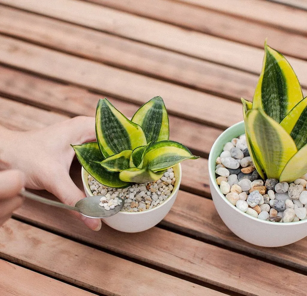 Ý nghĩa phong thủy của cây lưỡi hổ giúp trấn an không gian