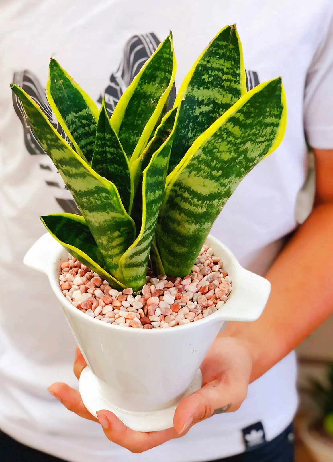 Cây lưỡi hổ mini được đặt hài hòa trên bàn làm việc hiện đại