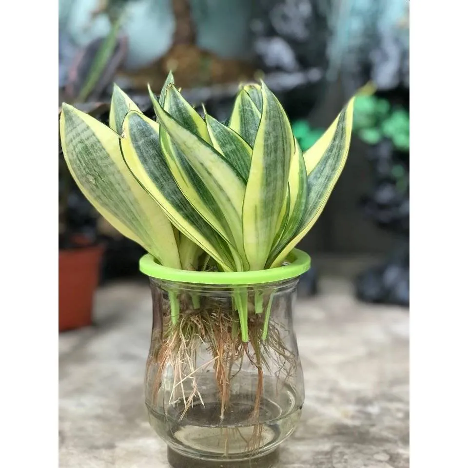 Khả năng thanh lọc không khí vượt trội của cây lưỡi hổ để bàn