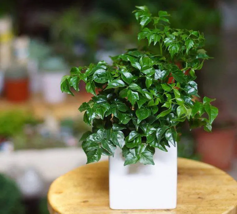 Cây Hạnh Phúc là chậu hoa để bàn làm việc giúp người mệnh Kim cân bằng cảm xúc, mang lại cảm giác thoải mái, thư giãn khi làm việc