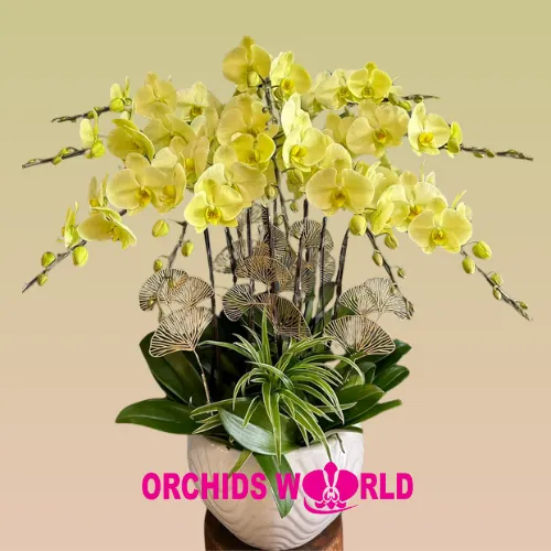 Chậu Lan Hồ Điệp 10 cành màu xanh táo