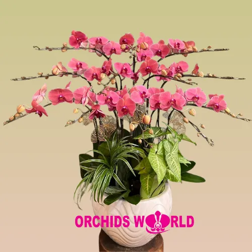 Chậu Lan Hồ Điệp 12 cành được trang trí với lá quạt