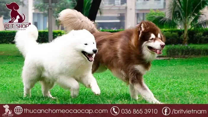 Đảm Bảo Chất Lượng Chế Tác Và Nguồn Gốc Gỗ Khi Mua Bàn Ghế