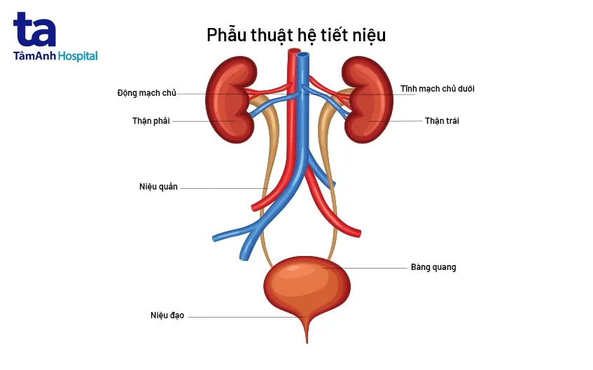 Phân tích chi tiết về mặt bàn chống lóa và các góc bo tròn của bàn Hòa Phát
