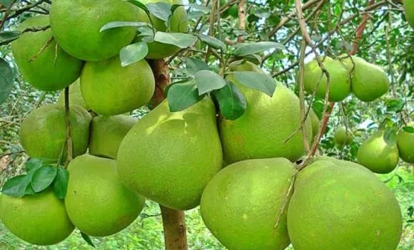 Nải chuối xanh, quả bưởi tròn và lựu đỏ là những loại quả thường thấy khi bày mâm ngũ quả