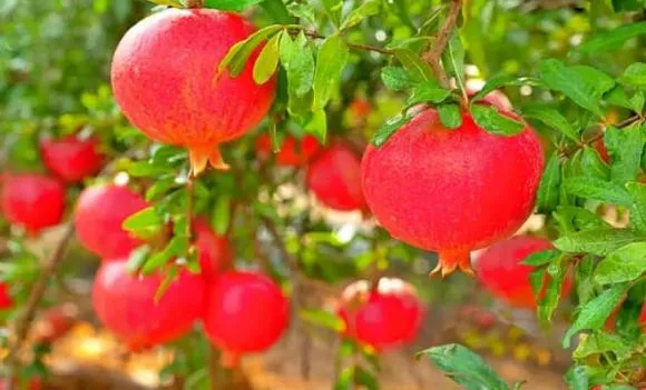 Quả thanh long và lựu đỏ, biểu tượng cho sự sinh sôi và phát triển khi dâng cúng trên bàn thờ