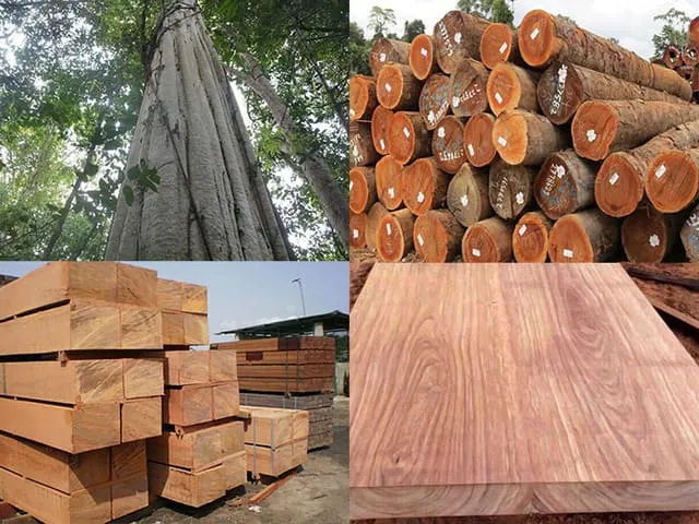 Gỗ gõ đỏ nguyên liệu