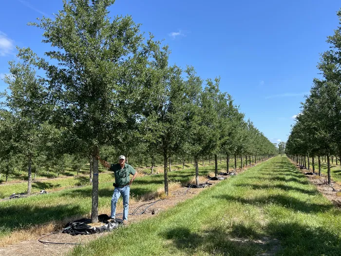 Giá trị kinh tế của gỗ sồi