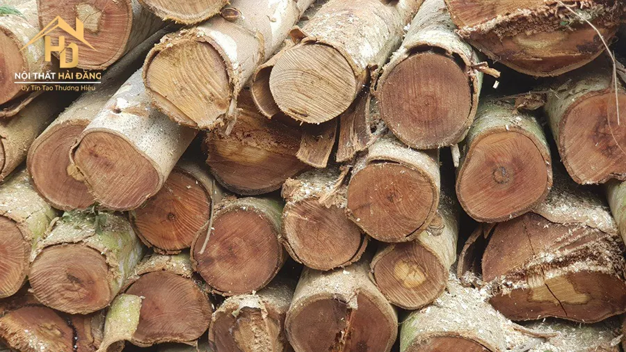 Những thân cây gỗ Bạch Đàn mới thu hoạch được xếp ngay ngắn tại bãi tập kết