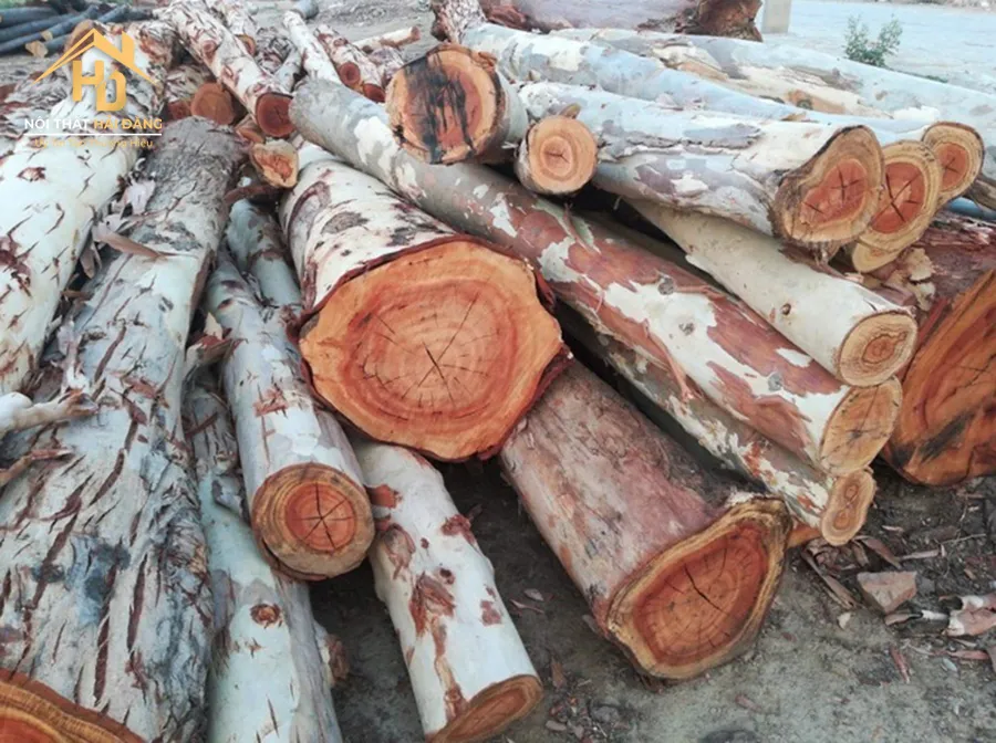 Hình ảnh cây gỗ Bạch Đàn xanh tốt đang trong giai đoạn phát triển mạnh mẽ