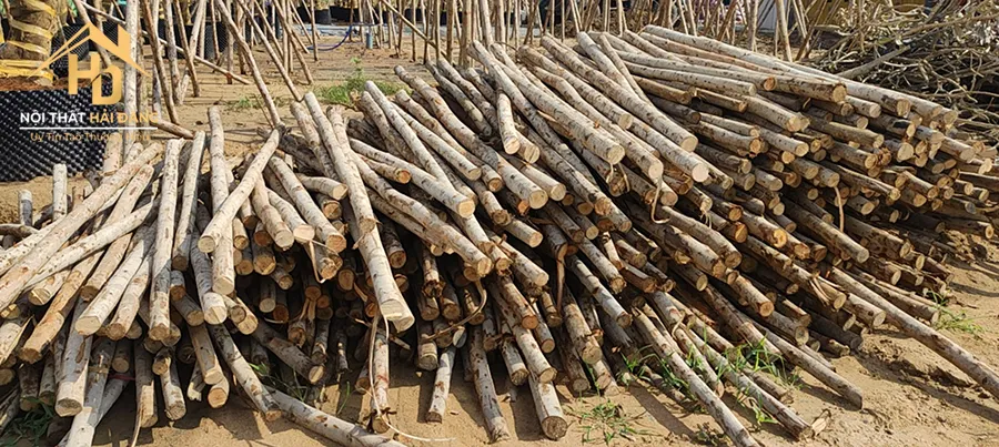 Biểu đồ minh họa vị trí của gỗ Bạch Đàn thuộc nhóm 6 trong bảng xếp loại gỗ Việt Nam