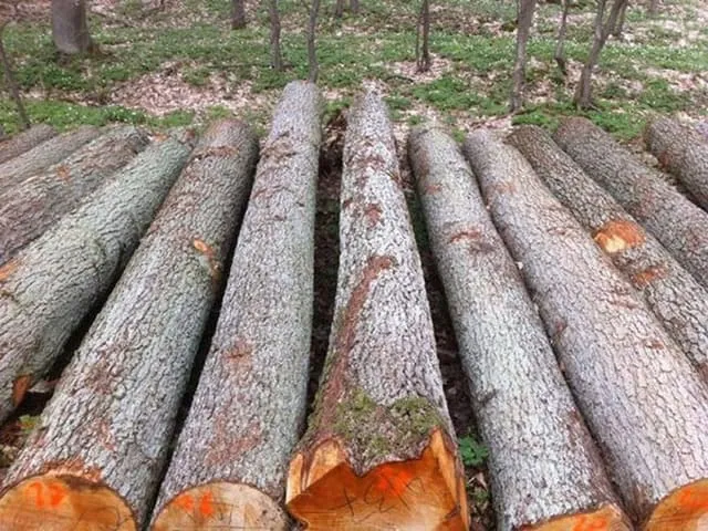 Các cây gỗ đinh hương đang phát triển