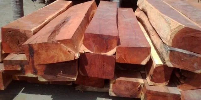 Các khối gỗ cây đinh hương sau khai thác