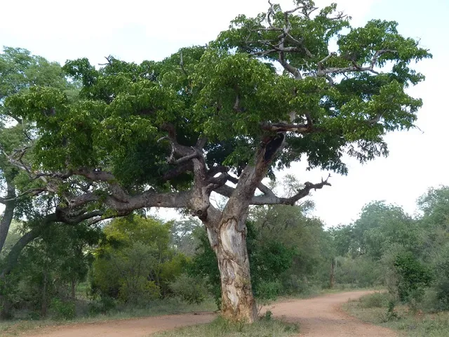 Hình ảnh cây gỗ gõ đỏ với kích thước cao lớn khi trưởng thành