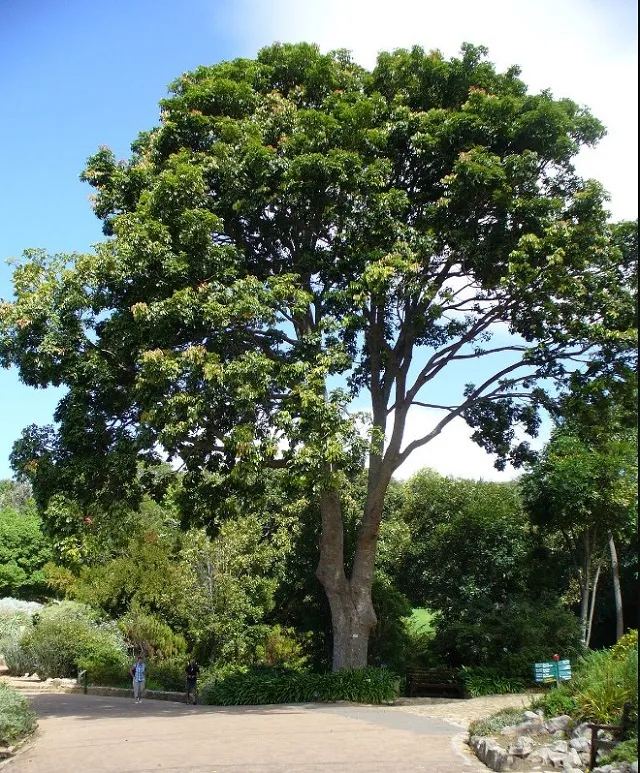 Hình ảnh cây gỗ gụ với nhiều ưu điểm vượt trội