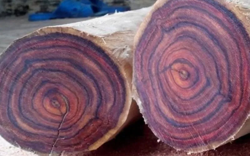 Vẻ đẹp quý phái của gỗ Hoàng Đàn khi được chế tác thành sản phẩm nội thất