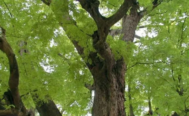 Thân cây gỗ hương Lào