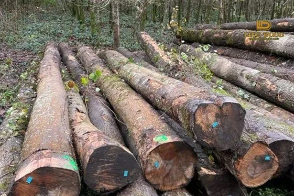 Gỗ sồi Nga bao nhiêu tiền 1m2? Bảng giá mới nhất 2025