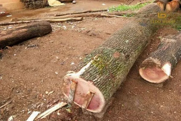 Các yếu tố ảnh hưởng đến giá gỗ sồi Nga