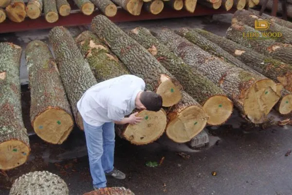 Mẹo khi mua gỗ sồi Nga
