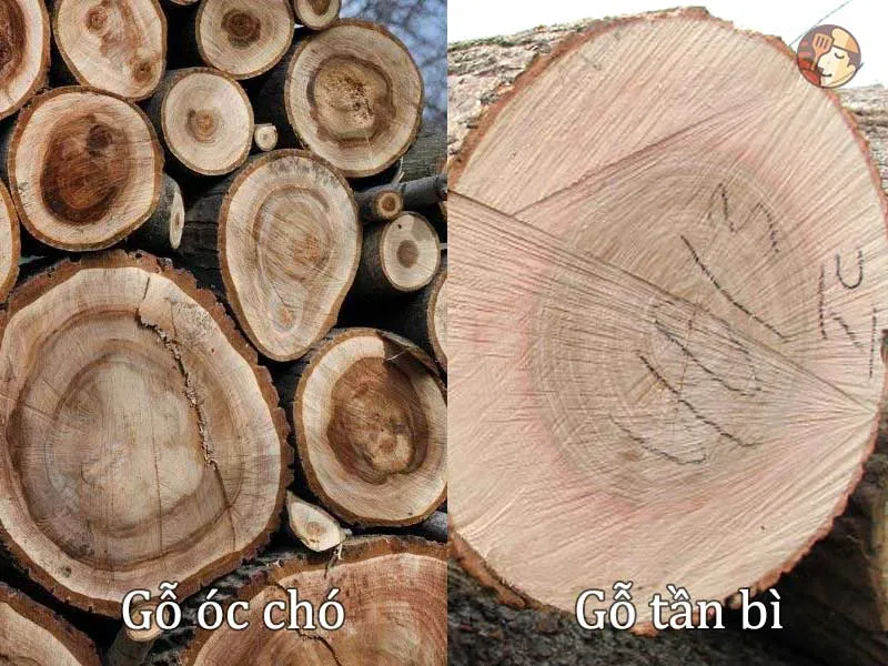 Gỗ tần bì và gỗ óc chó trong nội thất