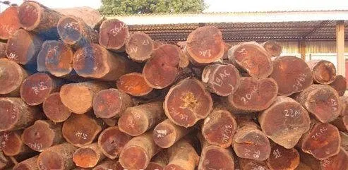 Gỗ Trắc một trong các loại gỗ làm bàn ghế mang lại sự sang trọng