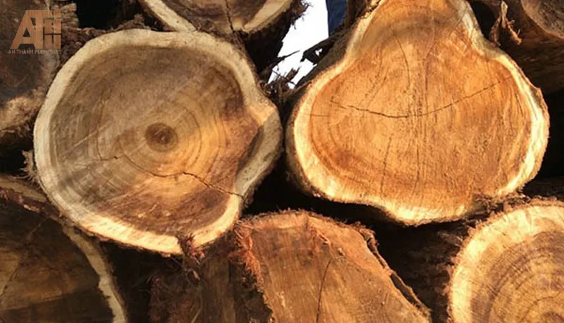 Đặc điểm nhận dạng Gỗ Tràm Bông Vàng chất lượng cao