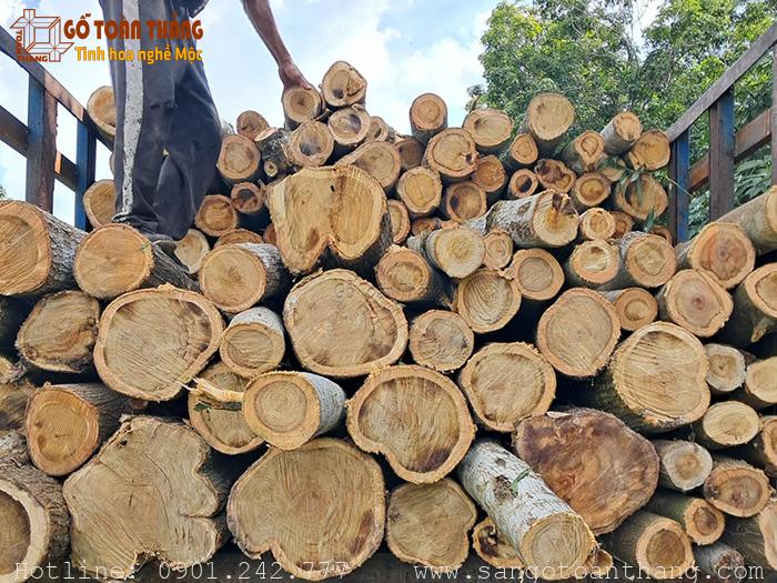 Gỗ Tràm Bông Vàng: Đánh Giá Toàn Diện Về Chất Lượng, Ứng Dụng và Kinh Nghiệm Sử Dụng