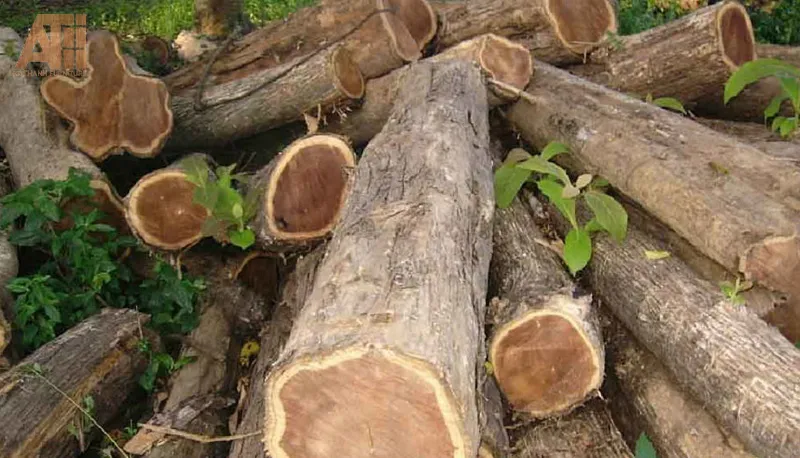 Gỗ Tràm Bông Vàng - nguyên liệu sản xuất nội thất