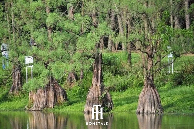 Gỗ thủy tùng mang lại giá trị như thế nào