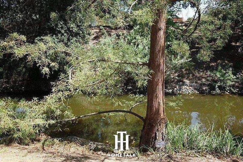 Ứng dụng của gỗ thủy tùng trong nội thất