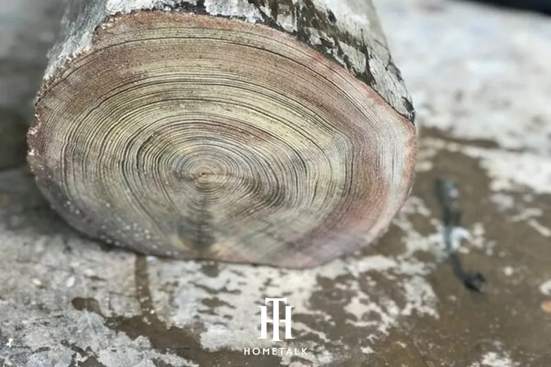 Gỗ thủy tùng là loại gỗ gì