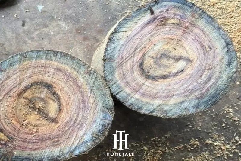 Tổng quan thông tin về gỗ thủy tùng