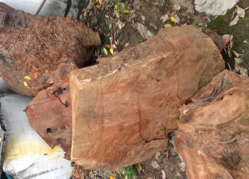 Gỗ xá xị với màu sắc bắt mắt và hương thơm đậm đà đặc trưng